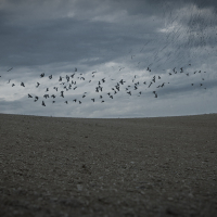 Transhumance 