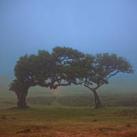 Poetree 